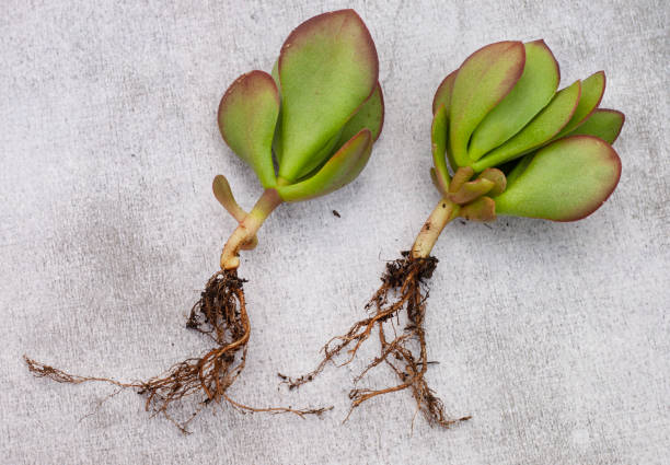 Crassula succulent growing Crassula succulent plant rooting from a cutting on a light and neutral background with copy space jade plant stock pictures, royalty-free photos & images