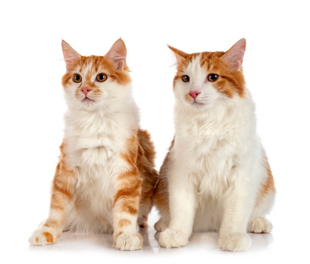 istock young Kurilian Bobtails 1355603365