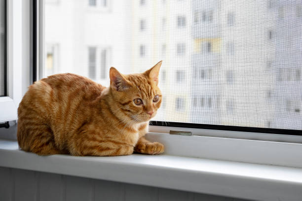istock Beautiful cute home ginger young cat sits on windowsill 1355603370
