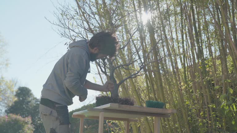 Medium shot, young male gardener working on Bonsai, home gardening and care