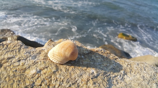 seashell standing on stone by the sea