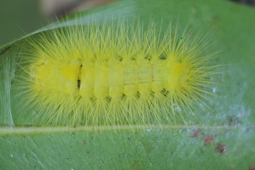 bright yellow caterpillar on a green leaf