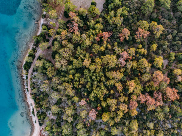 istock Drone View Aegean Sea Coastline and Pine Forest 1355608761