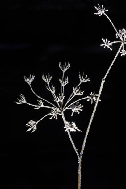 Frozen spikelets of grass in the field covered by white crystals of rime ice. Beautiful bokeh lights background with space for copy.
