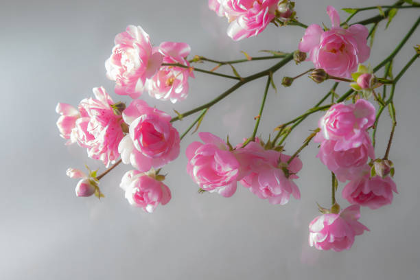 istock Pink roses bouquet with free space for text 1355611491