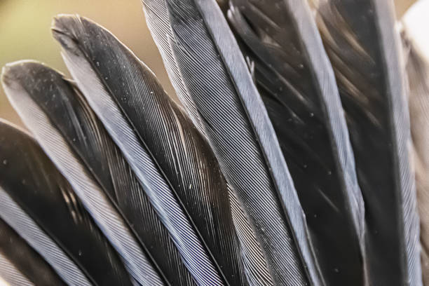istock the texture of bird feathers macro 1355612458