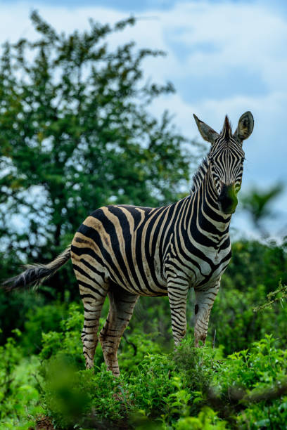 istock The Chapman's zebra in Kruger NP South Africa. 1355614806