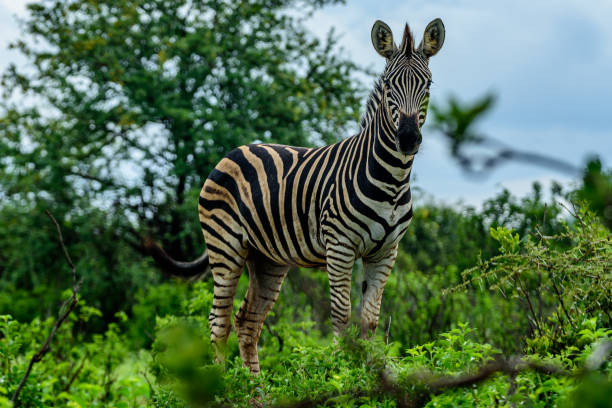 istock The Chapman's zebra in Kruger NP South Africa. 1355614817