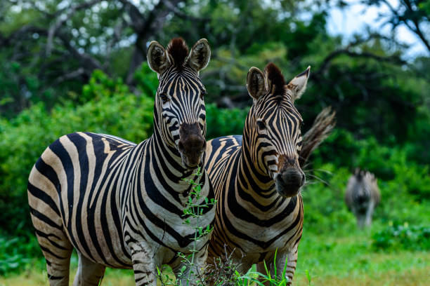 istock The Chapman's zebra in Kruger NP South Africa. 1355615096