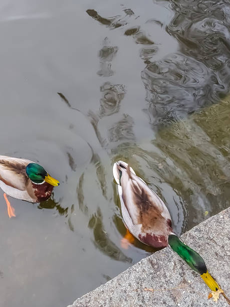 istock Ducks swim on a pond and are fed 1355615104