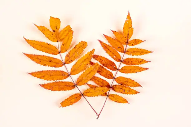 Autumnal Leaves on the Paper Background closeup