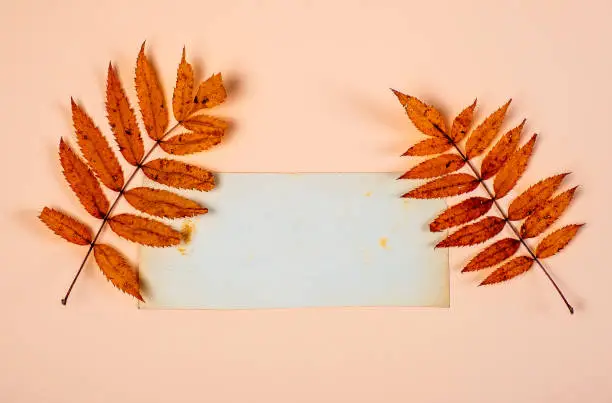 Autumnal Leaves with a Blank Paper closeup