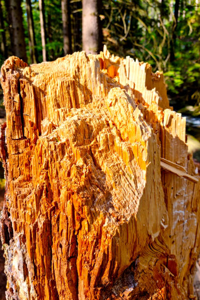 the trunk of a broken tree during a storm, hurricane. tree stump in the forest. - uprooted vertical leaf root imagens e fotografias de stock