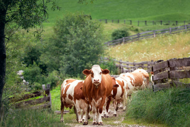 istock A group of alpine cows led by a leader (Italian Alps, Alto Adige) 1355618441