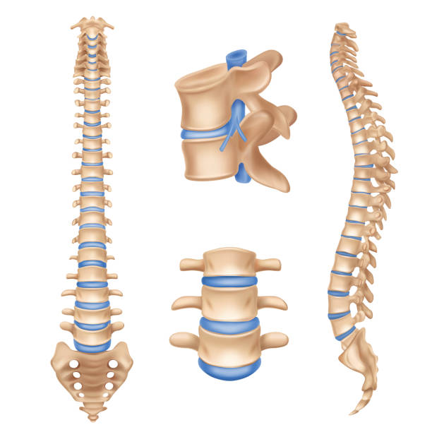 ÐÑновнÑе RGB Human spine anatomy chart vertebral column set realistic medical educative poster textbook white background picture vector illustration spinous process stock illustrations