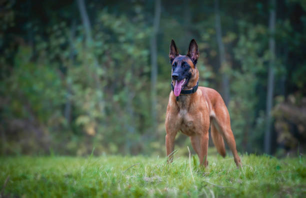 istock Belgian shepherd malinois dog on the forest background 1355620284