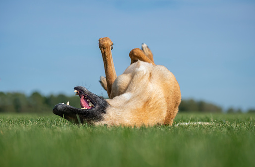 Belgian Shepherds are distinguished by their playful character, high activity and liveliness. Malinois plays in a sunny meadow, rolling in the grass.