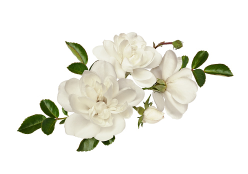 White rose flowers and green leaves in a floral arrangement isolated on white