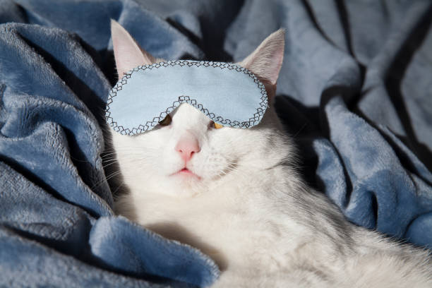 istock Beautiful white cat sleeps in a mask on a plush blanket 1355623171