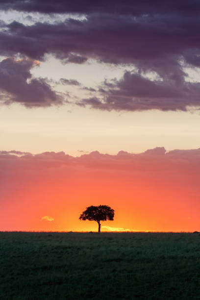 istock Single Acacia tree silhouette at sunset in the Masai Mara, Kenya. 1355624103