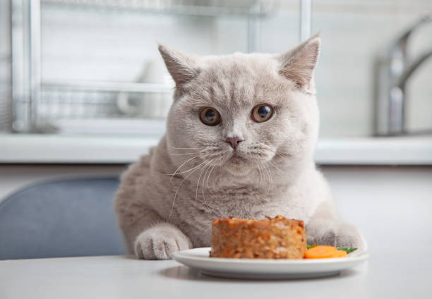 kot i talerz karmy dla zwierząt domowych w kuchni domowej, selektywne skupienie - domestic cat animals feeding pet food food zdjęcia i obrazy z banku zdjęć