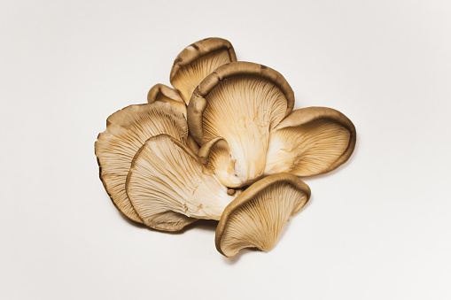 The oyster mushroom, pleurotus ostreatus, is a common edible mushroom. It is quite delicious. It is also known as 