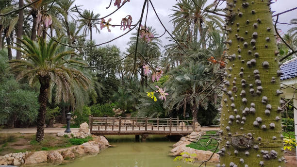 Alicante palms in Palmeria (public area without any photo restrictions)
