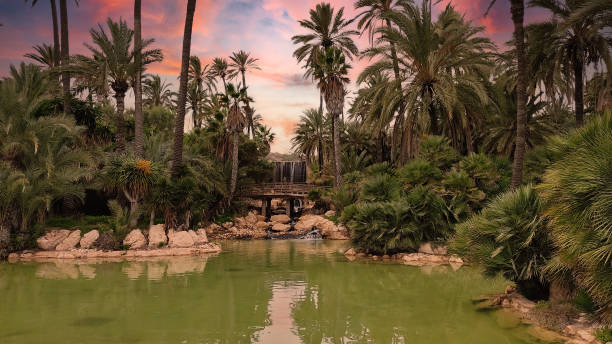 istock Alicante palms in Palmeria 1355625629