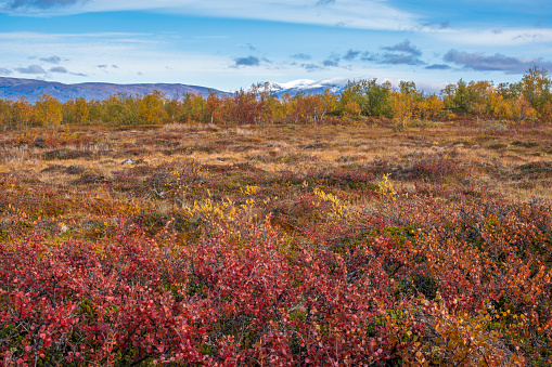 Autumn view over Landscape in Abisko with colorful birch trees and mountain with snow on the top, Abisko, Swedish Lapland, Sweden