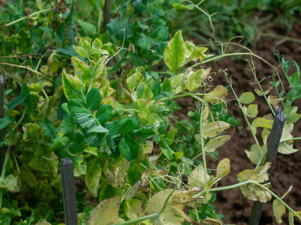 istock bed with peas in the garden 1355627225