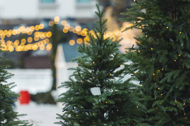 istock christmas trees on the background of yellow lanterns 1355628043