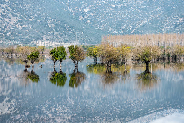 reflexiones sobre un lago en arkadia grecia - frozen cold lake reed fotografías e imágenes de stock