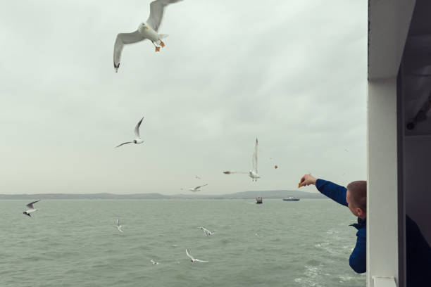 istock Seagulls feed the sea 1355629136