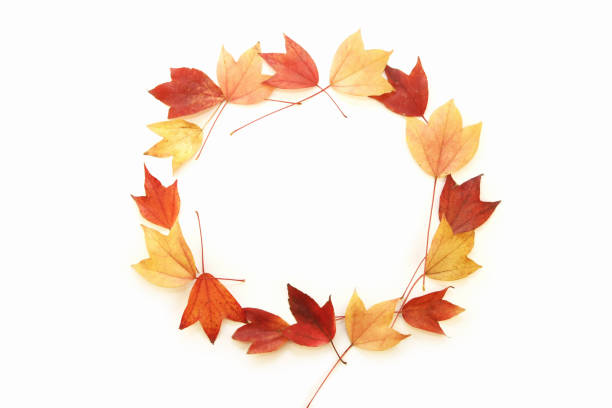 istock Circle shape autumn fallen leaves and maple leaves 1355630279