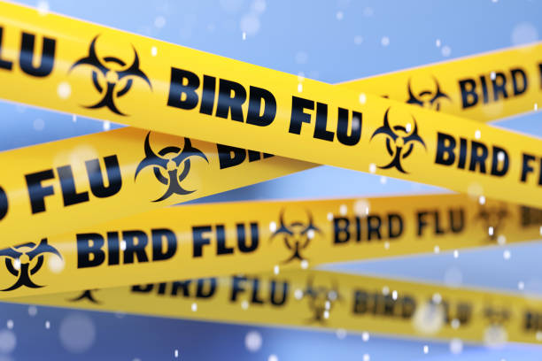 istock Bird Flu Quarantine Tape Barrier Over Snowy Defocused Background 1355635483