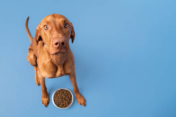 Dog food studio shot. Vizsla dog with bowl full of kibble isolated over pastel blue background. Dry pet food concept. stock photo
