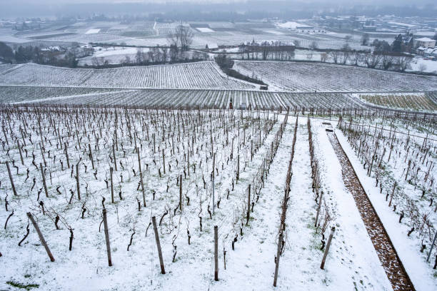 vineyards in the rheingau / germany in winter - rheingau stockfoto's en -beelden