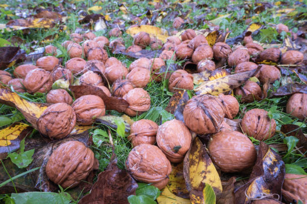 istock Fresh fallen walnut on wet grass after rain 1355638584