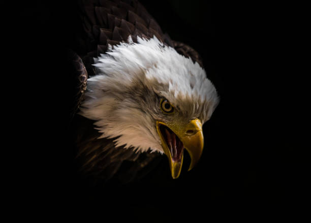 A bald eagle closeup in a falcrony in saarburg, copy space bald eagle falcrony fauna bird closeup copyspace head plumage natural pattern pattern nature rock stock pictures, royalty-free photos & images