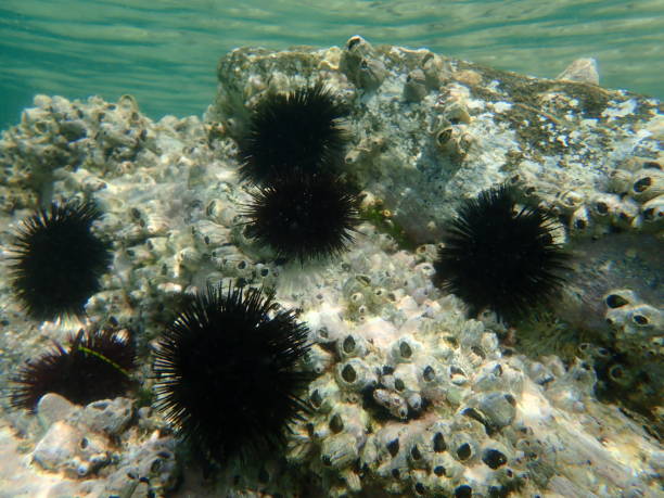 istock Black sea urchin (Arbacia lixula) and Perforated barnacle (Perforatus perforatus) undersea 1355642010