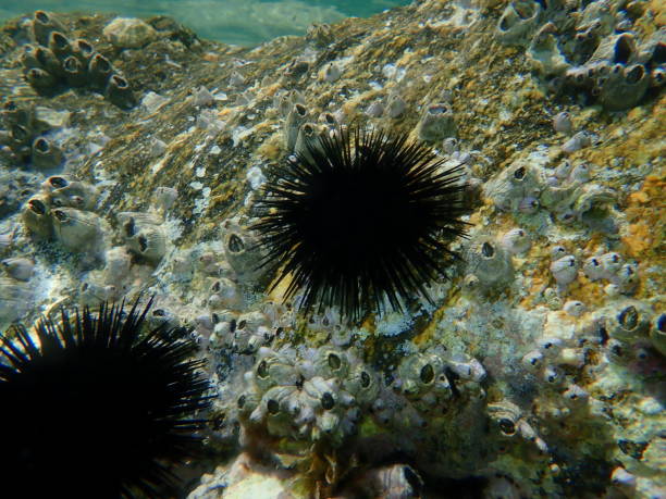 istock Black sea urchin (Arbacia lixula) and Perforated barnacle (Perforatus perforatus) undersea 1355642061