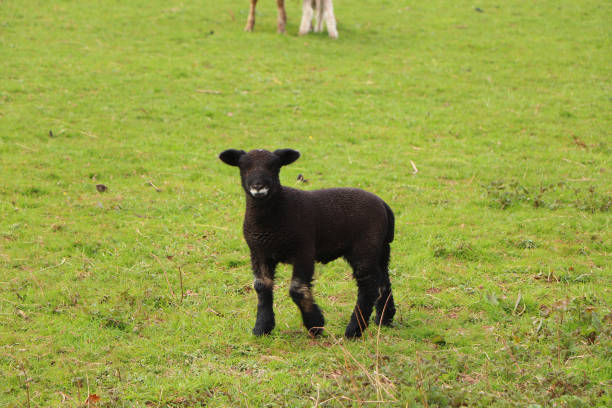 istock Farmyard animals sitting in the sunny field 1355643790