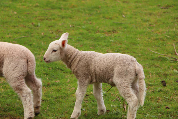 istock Farmyard animals sitting in the sunny field 1355644056