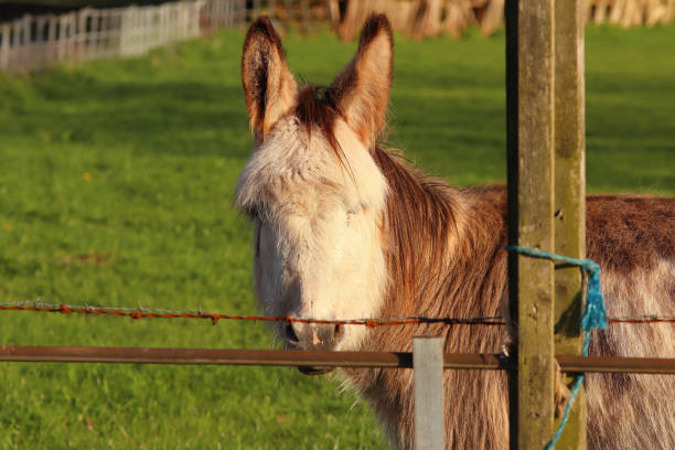 istock Farmyard animals sitting in the sunny field 1355644088