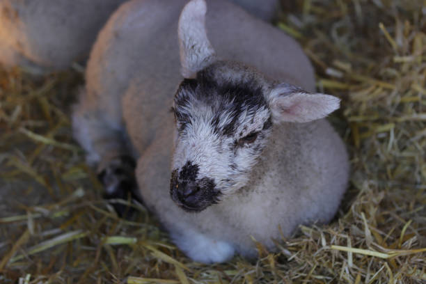 istock Farmyard animals sitting in the sunny field 1355645007