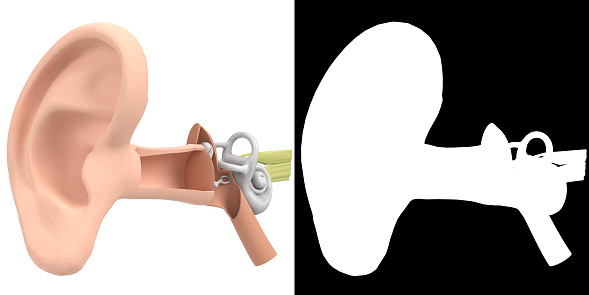 Human Ear Anatomy Stock Photo Biology Diagrams