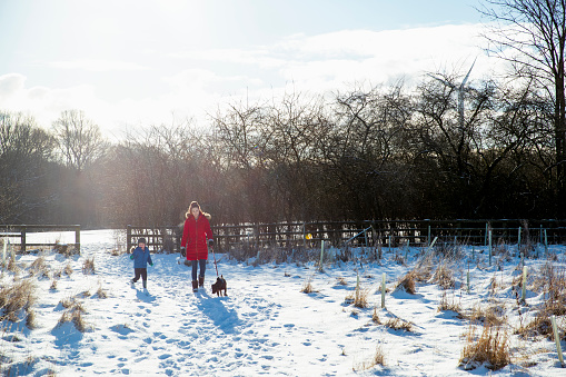 A front-view shot of a young caucasian mother and son walking their dog on a snowy winter's day, they are wrapped up in warm clothing. The snow-covered field is home to newly planted trees.