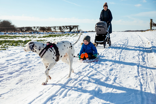 A front-view shot of a mature caucasian grandmother and grandson walking with their dog on a snowy winter's day, they are wrapped up in warm clothing. The young boy is sledding across the snow-covered field and his pet Dalmatian is pulling him and the grandmother is pushing a pram.