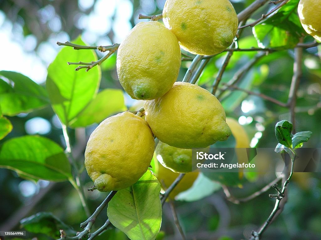 Gruppe von Zitronen auf einem Baum - Lizenzfrei Amalfi Stock-Foto