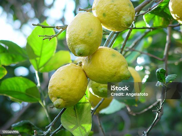 Gruppe Von Zitronen Auf Einem Baum Stockfoto und mehr Bilder von Amalfi - Amalfi, Baum, Fotografie